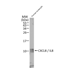D-Dimer antibody [28] (GTX60943)