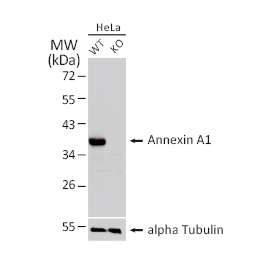 Annexin A1 antibody