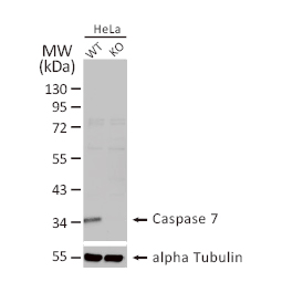 Caspase 7 antibody (GTX123679)