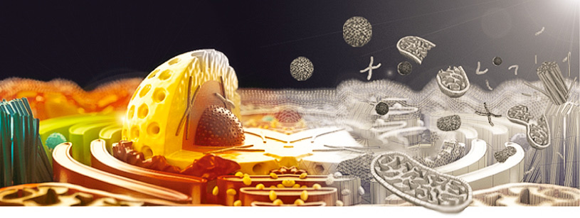 Apoptosis Genetex - 