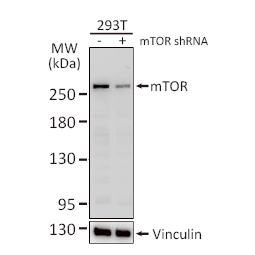 mTOR antibody [C3], C-term
(GTX101557)