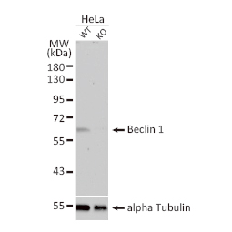 Beclin 1 antibody (GTX133555))