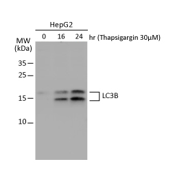 LC3B antibody
