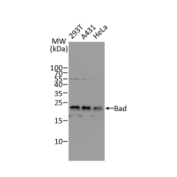 Bad antibody (GTX130108)