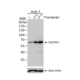 SQSTM1 antibody