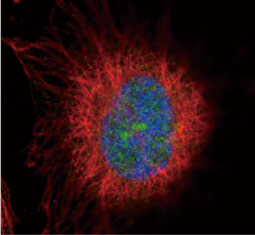 Fibrillarin antibody  (GTX113684)