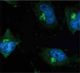 GM130 antibody  (GTX130351)