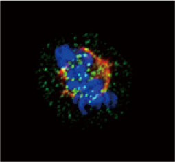 Hec1 antibody (GTX70268)