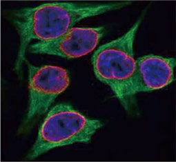 Lamin B2 antibody (GTX628803)