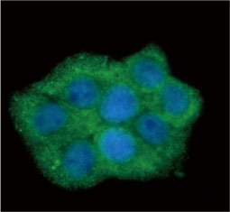 RPL4 antibody  (GTX112184)