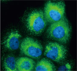 RAB7A antibody  (GTX132548)