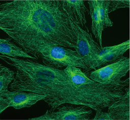 alpha Tubulin antibody (GTX628802)