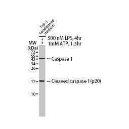 Caspase 1 antibody [N1N3] (GTX101322)