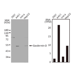 Gasdermin D antibody [N1N3] (GTX116840)