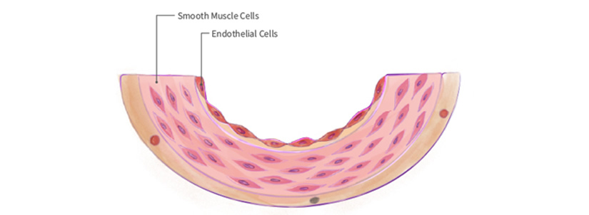 Skeletal Muscle Cells