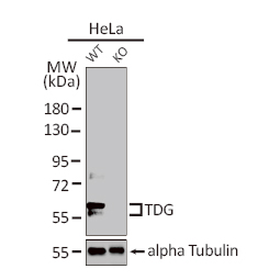 TDG antibody (GTX110473)