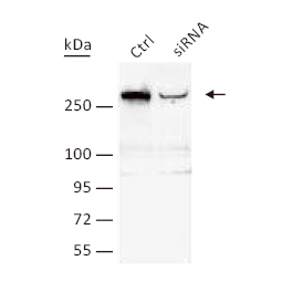 TET1 antibody [GT1462] (GTX627420)