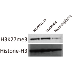 Histone H3K27me3 (Tri-methyl Lys27) antibody (GTX121184)