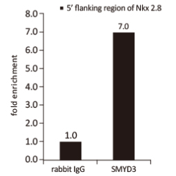 SMYD3 antibody (GTX121945)