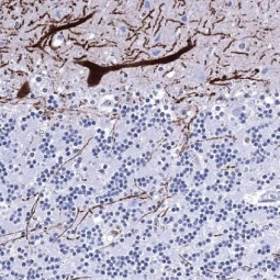 Calbindin antibody [MSVA-471M] HistoMAX™ (GTX04454)