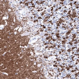 Synaptophysin antibody [MSVA-462R] HistoMAX (GTX04371)