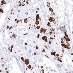 Topoisomerase II alpha antibody [MSVA-802R] HistoMAX™ (GTX04422) 