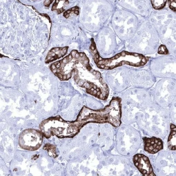 TACSTD2 antibody [MSVA-733R] HistoMAX™ (GTX04443)