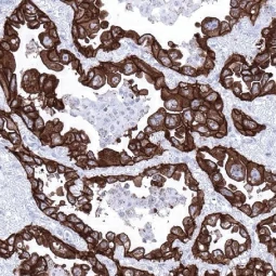 EpCAM antibody [MSVA-326R] HistoMAX (GTX04380) 
