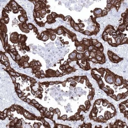EpCAM antibody [MSVA-326R] HistoMAX™ (GTX04380) 