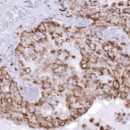Napsin A antibody [MSVA-555R] HistoMAX™ (GTX04366)