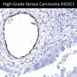VWF antibody [MSVA-521R] HistoMAX™ (GTX04412)