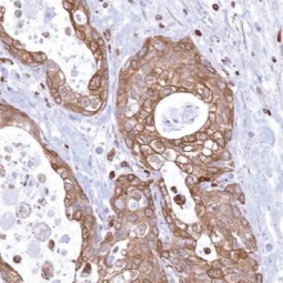 MPYS antibody [MSVA-515M] HistoMAX™ (GTX04484)