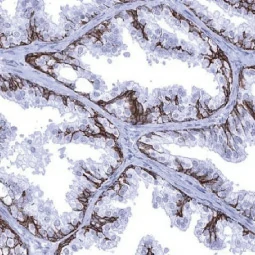 TRIM29 antibody [MSVA-629M] HistoMAX (GTX04467)