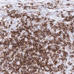 CD4 antibody [MSVA-004R] HistoMAX™ (GTX04379)
