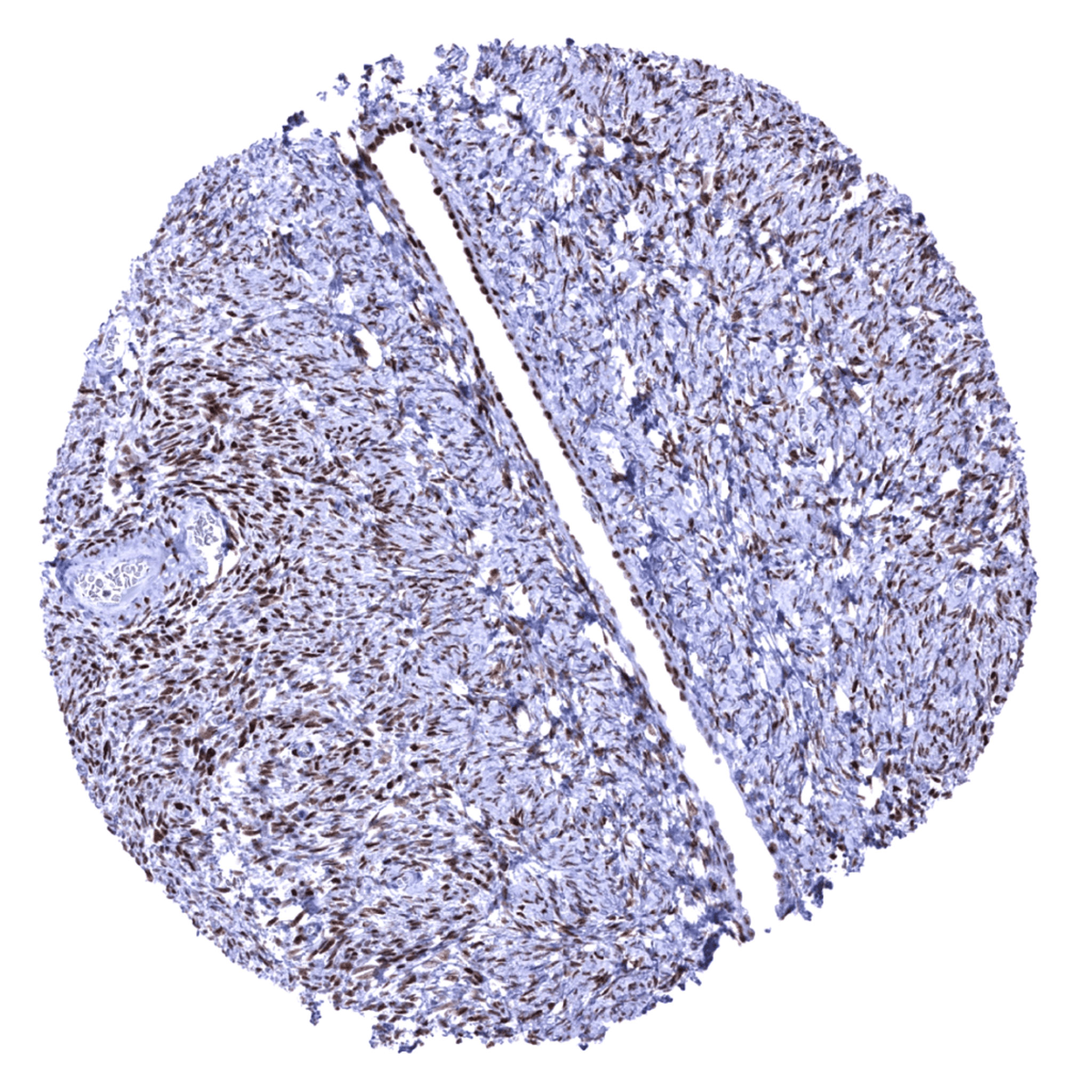 Normal Tissue Gallery- GTX04431 | GeneTex