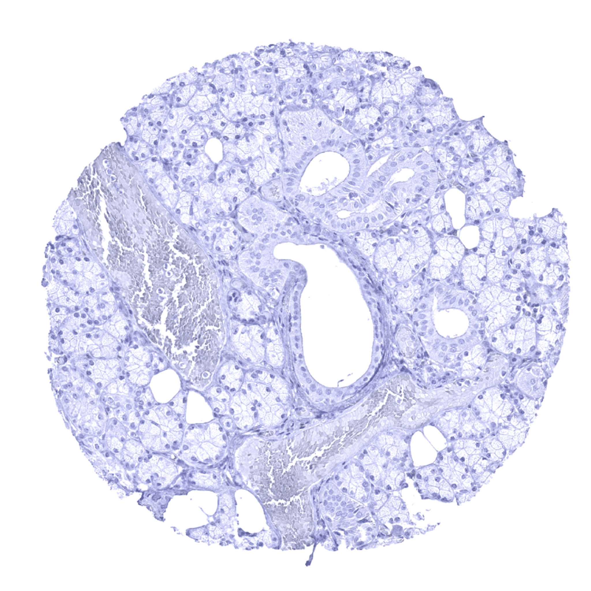 Normal Tissue Gallery- GTX04431 | GeneTex