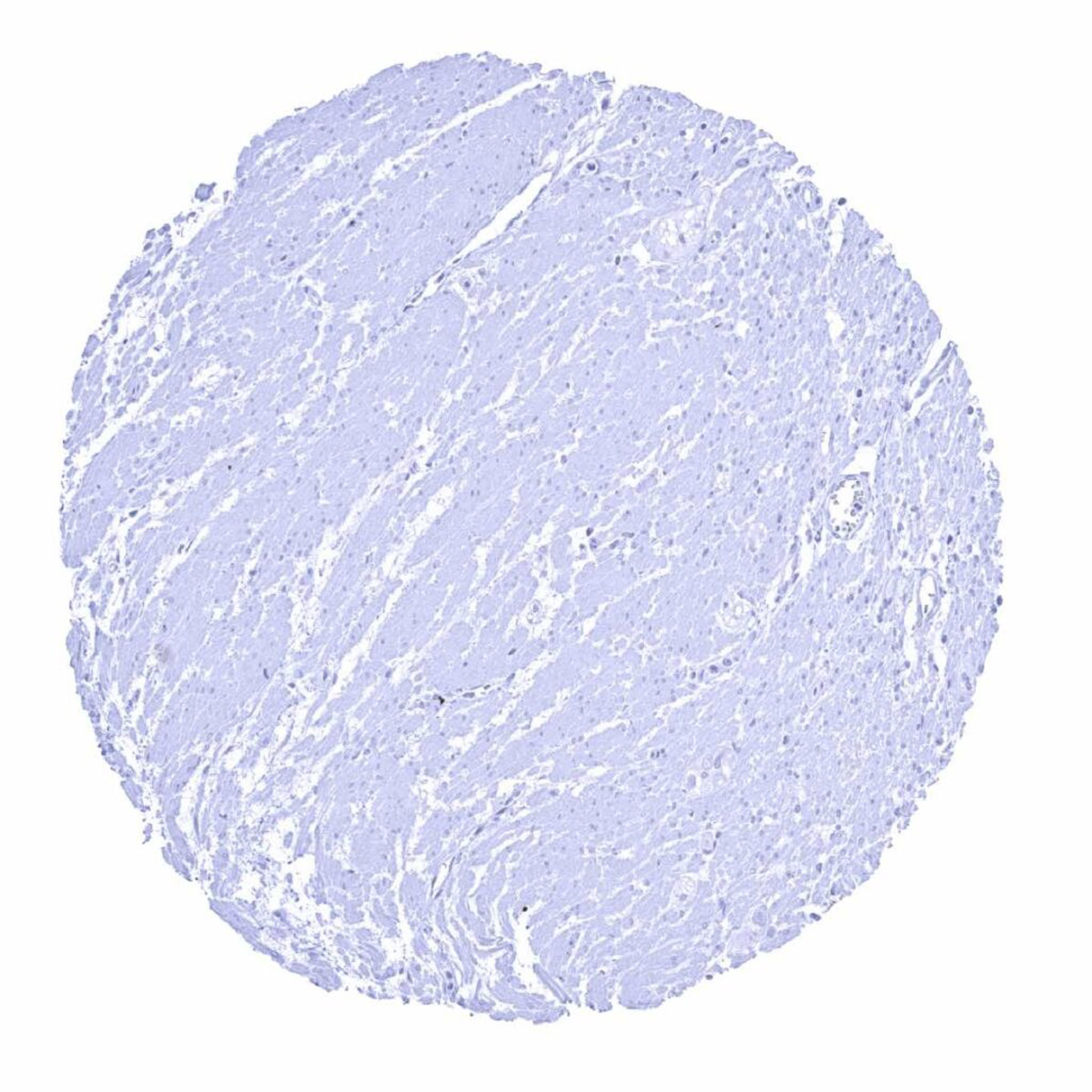 Normal Tissue Gallery- GTX04462 | GeneTex