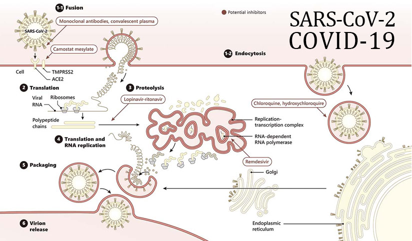 SARS-CoV-2 (COVID-19) antibodies