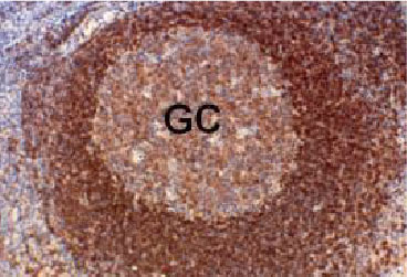 Hepatitis C Virus Core + NS3 + NS4 antibody