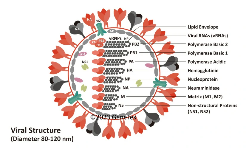 Influenza Virus IAV IBV Avian Flu GeneTex