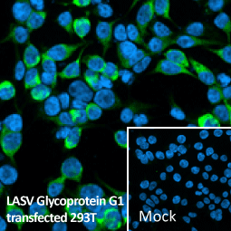 Lassa virus Glycoprotein G1 antibody [HL2536] (GTX638905)