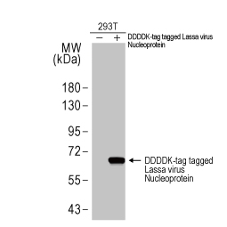 Lassa virus Nucleoprotein antibody [HL1390] (GTX636830)