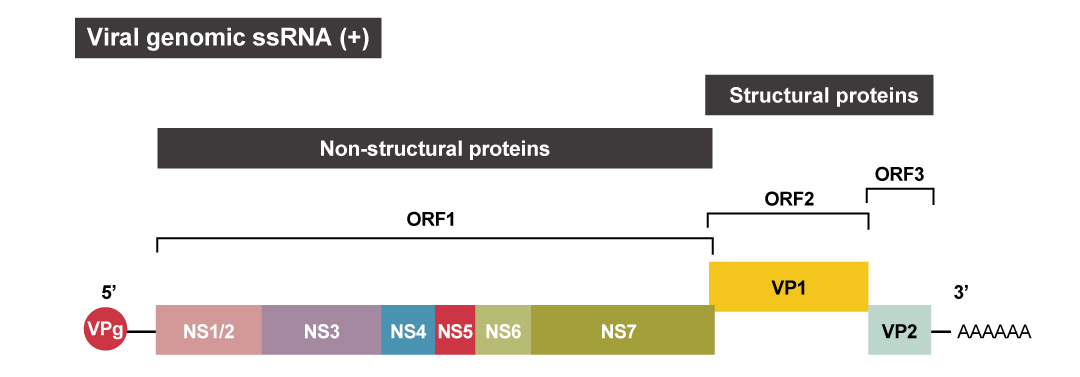 Figure 2. Human NoV genomic organization 