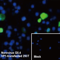 Norovirus VP1 antibody (GTX134381) (GII.4-specific)