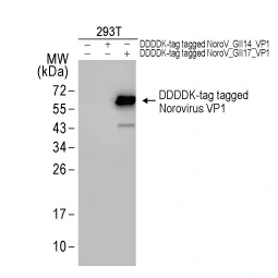 Norovirus VP1 antibody (GTX134382) (GII.17-specific)