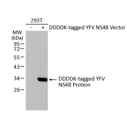 YFV NS4B Protein antibody