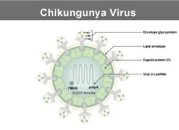 Chikungunya virus