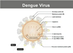 Dengue Virus