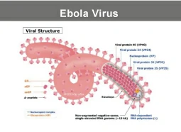 Ebola Virus