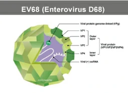 Enterovirus D68